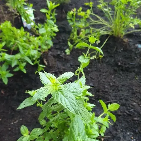 L'auberge De En Brie 2*